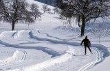 lone skier on the trail