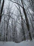 Snowy trees